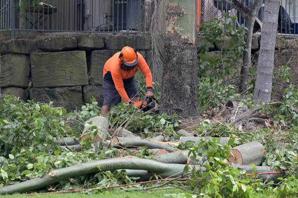 How Our Tree Care Process Works  in  Mount Vernon, IN